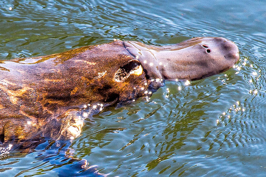 Reclusive Platypus Photograph by ShotByRob