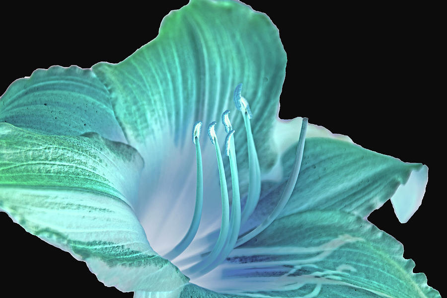 Recolored Lily Photograph by Ira Marcus