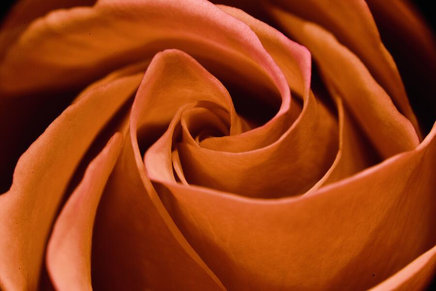 Recolored Rose Photograph