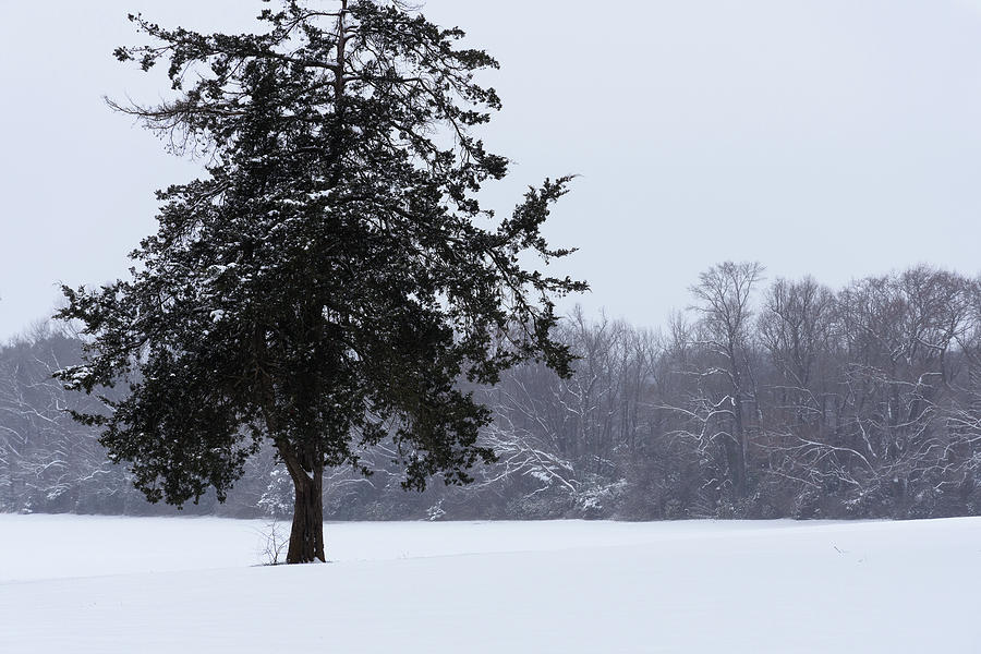 Record Breaking Snowfall Of 2021-8816 Photograph By Keith Johnson | Pixels