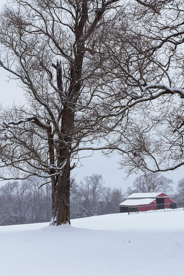 Record Breaking Snowfall Of 2021-8817 Photograph By Keith Johnson ...