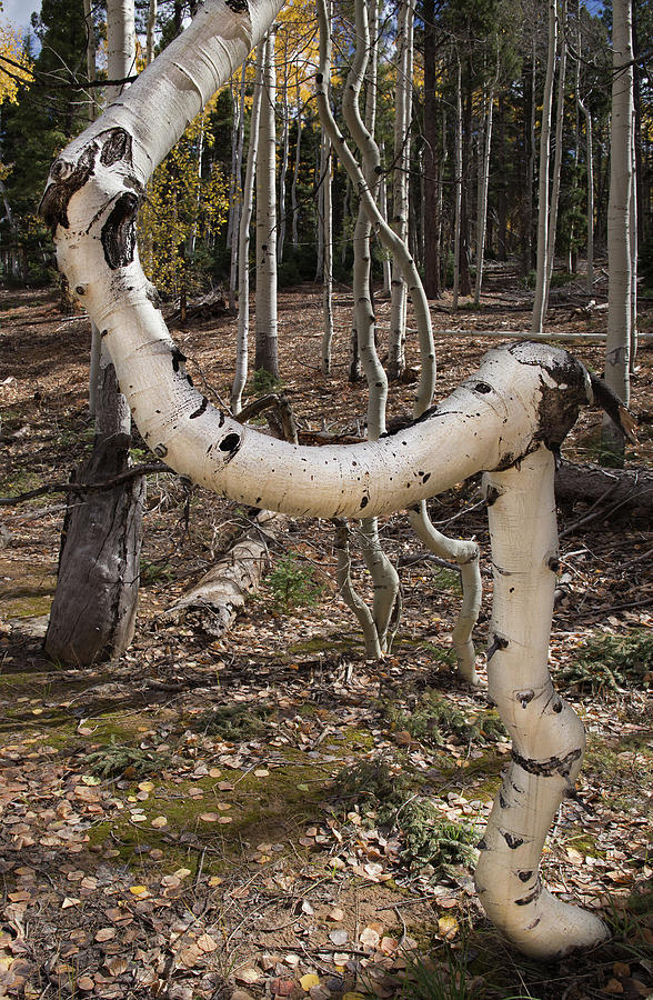 Recurved Aspen Photograph by Tom Daniel
