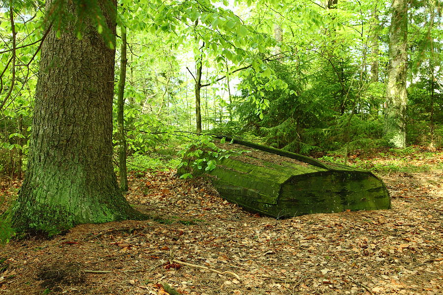 Recycling a wooden dinghy in the light green spring forest Photograph by Pejft