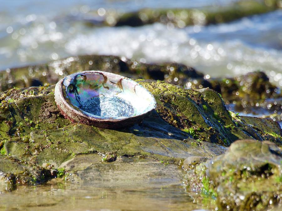 Red Abalone Photograph by Denise Benson