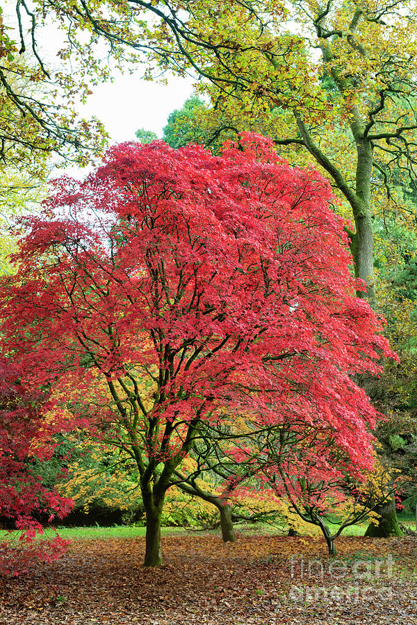 acer palmatum        
        <figure class=