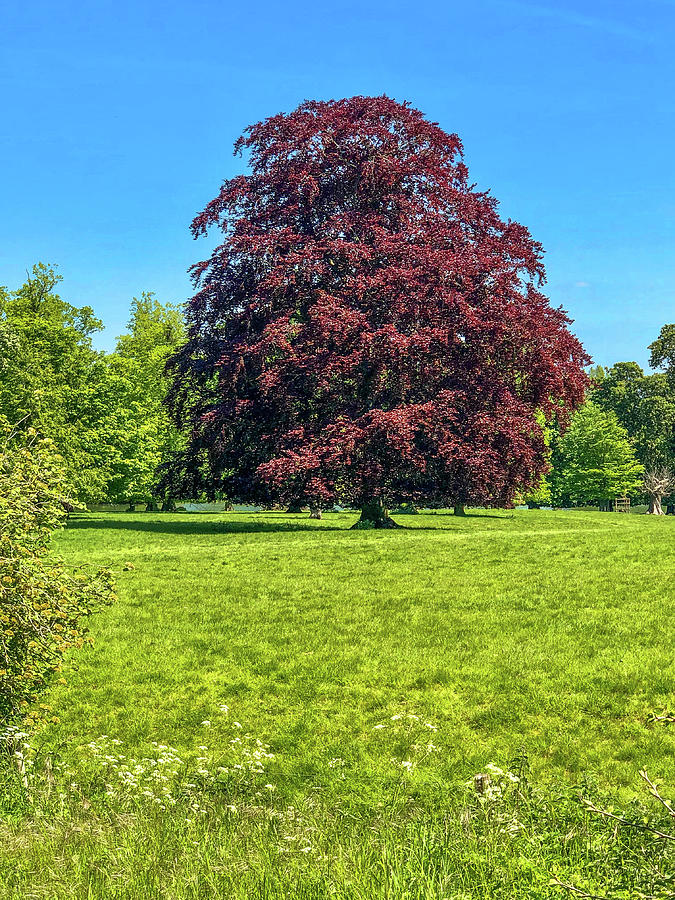 Red Acer Tree in Castle Ashby Gardens Photograph by Gordon James