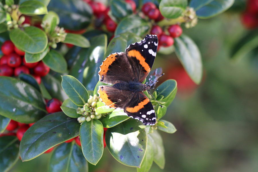 Red Admiral And Green Hairstreak Photograph