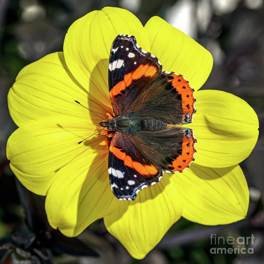 Red Admiral Butterfly Photograph by Adrian Evans