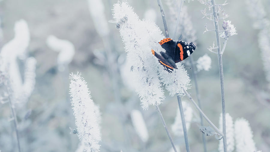 Red Admiral Butterfly Against White Flowers Photograph by Scott Lyons