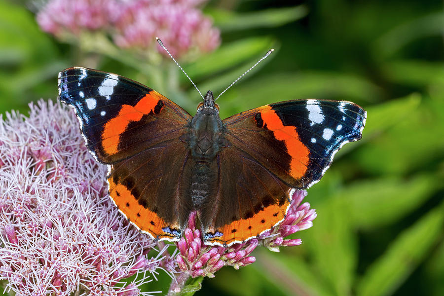 Red Admiral Butterfly Photograph by Arterra Picture Library