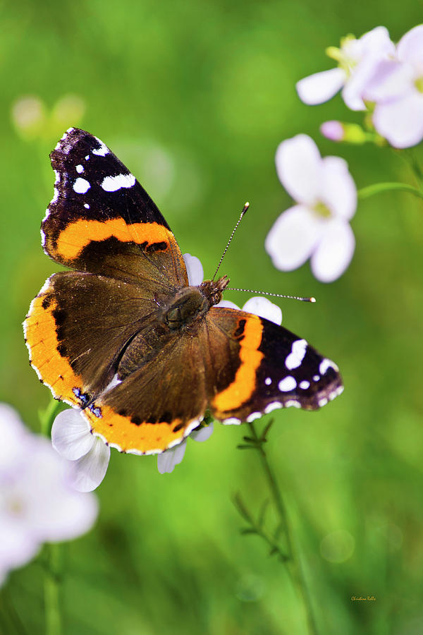 Red Admiral Butterfly Photograph by Christina Rollo