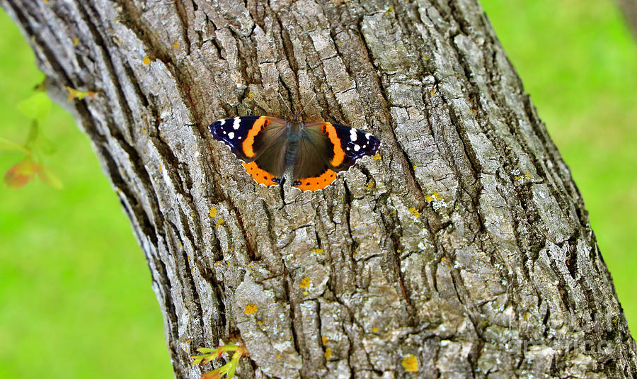 Red Admiral Butterfly Photograph by Craig Wood
