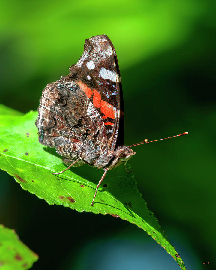 Red Admiral Butterfly DIN0378 Photograph by Gerry Gantt