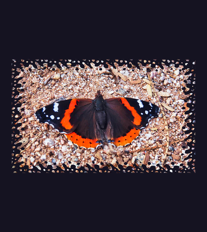 Red Admiral Butterfly in the Arizona Desert Photograph by Judy Kennedy