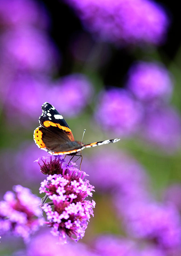 Red Admiral butterfly nectaring Photograph by Tony Mills