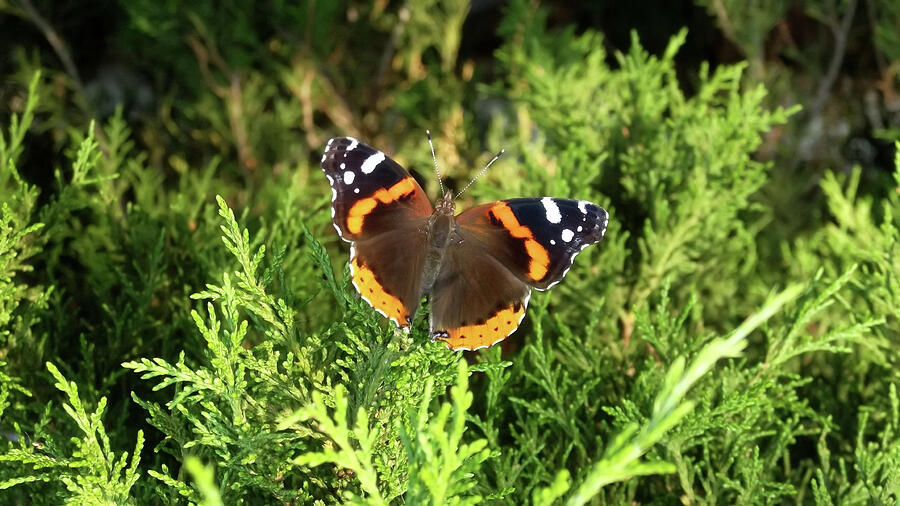 Red Admiral Butterfly on Cedar  Photograph by Shelli Fitzpatrick