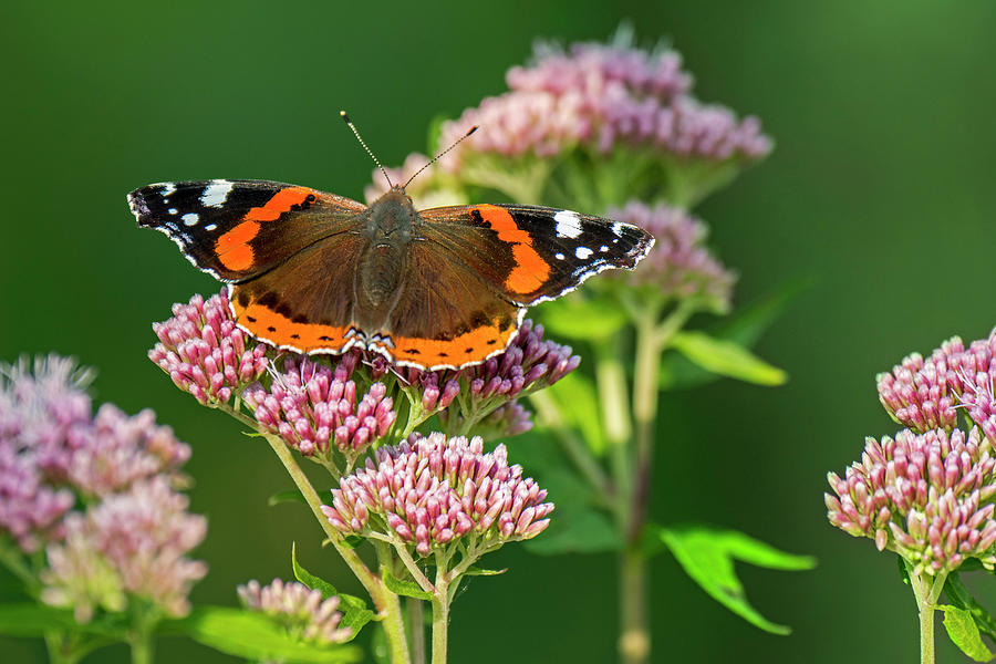 Red Admiral Butterfly on Hemp Agrimony Photograph by Arterra Picture Library
