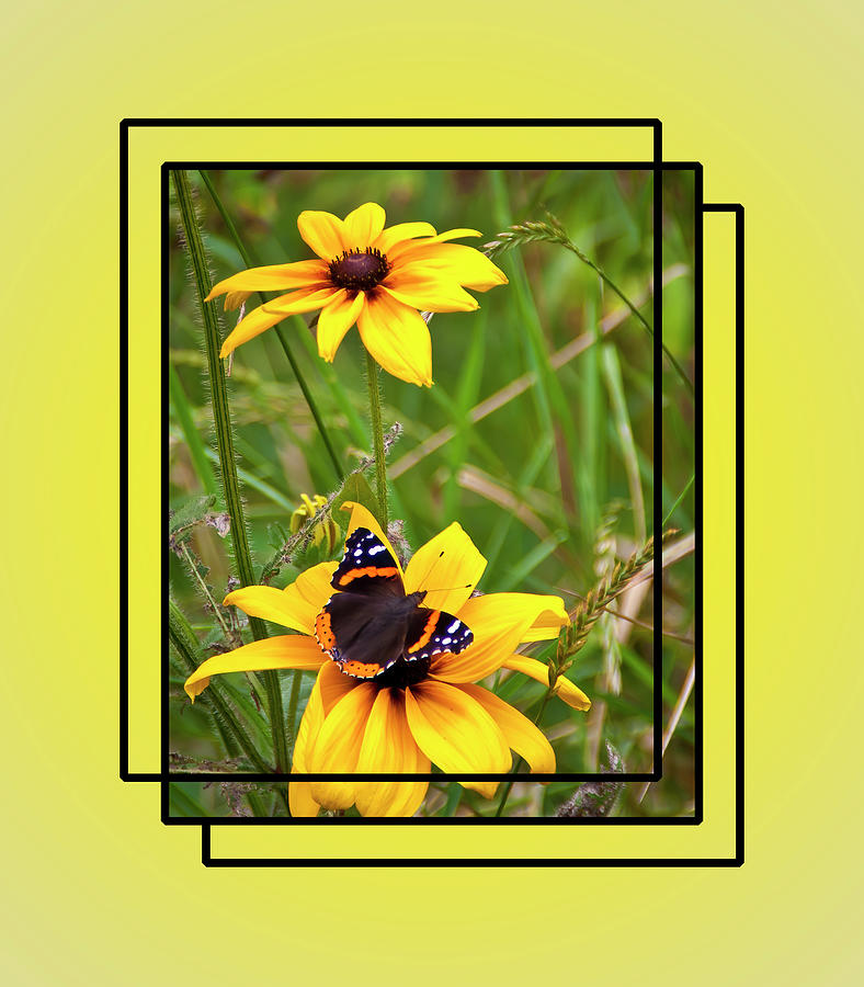 Red Admiral Butterfly on Rudbeckia Photograph by Patti Deters