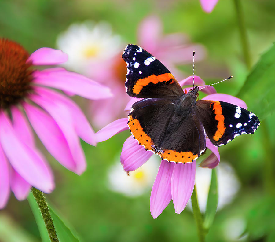 Red Admiral Butterfly Photograph by Patti Deters
