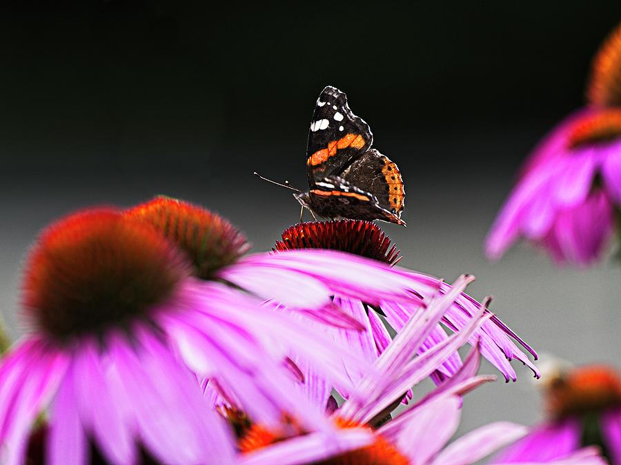 Red Admiral Butterfly on Echinacae Photograph by Steven Ralser