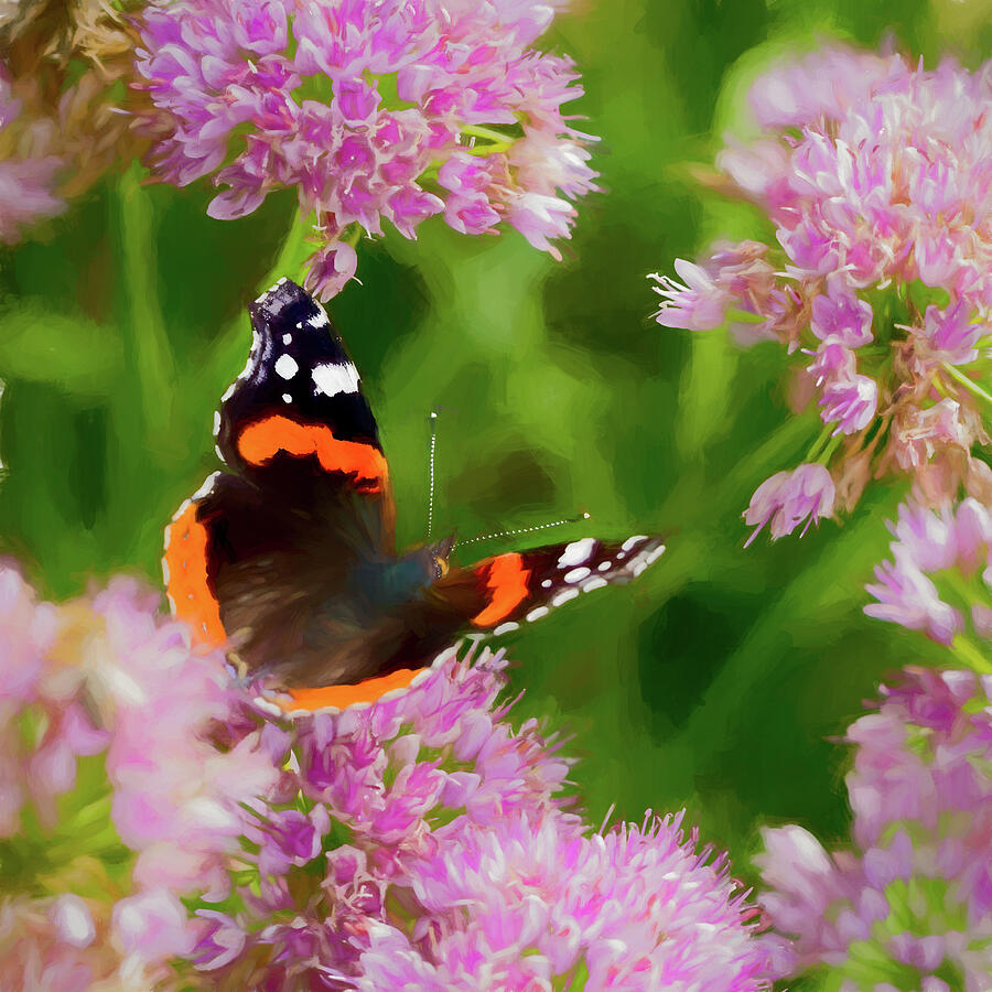 Red Admiral Butterfly Digital Art by Tanya C Smith