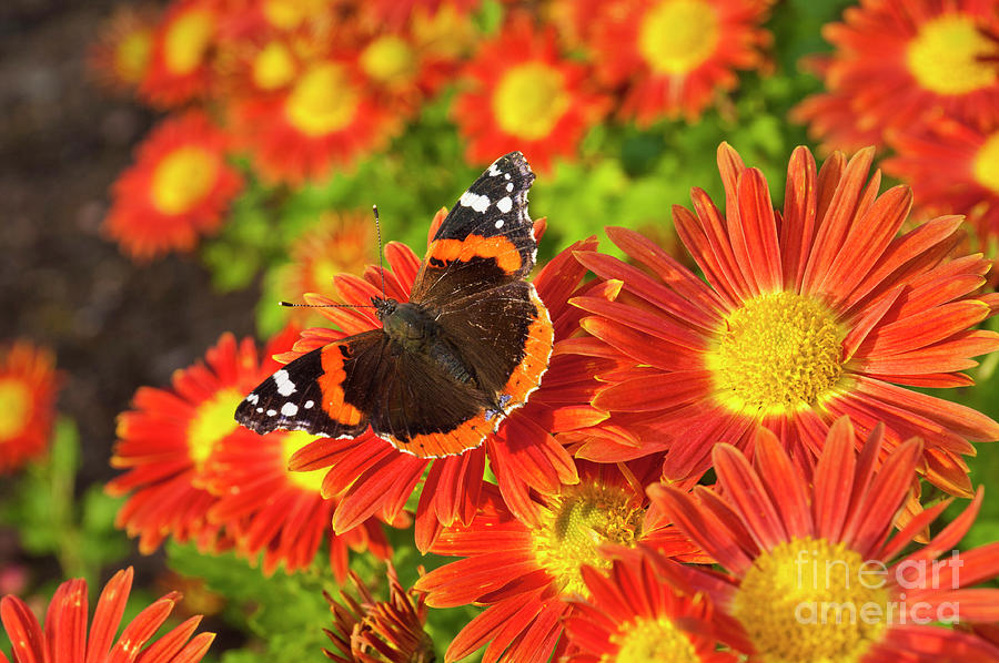Red Admiral butterfly, Vanessa atalanta, on Chrysanthemum flowers Photograph by Neale And Judith Clark