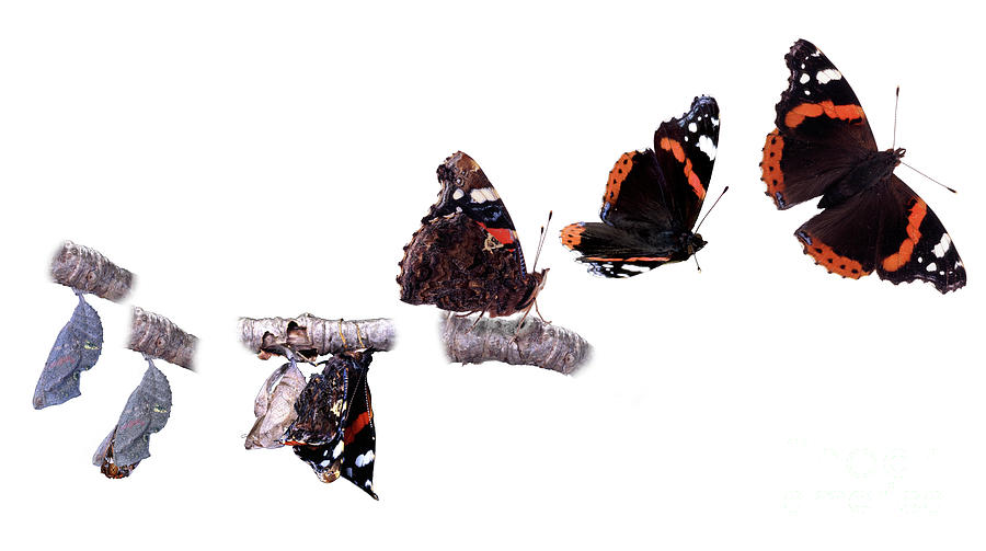 Red Admiral hatch emergence sequence Photograph by Warren Photographic