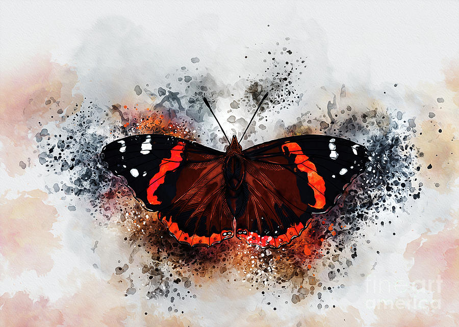 Red Admiral Drawing