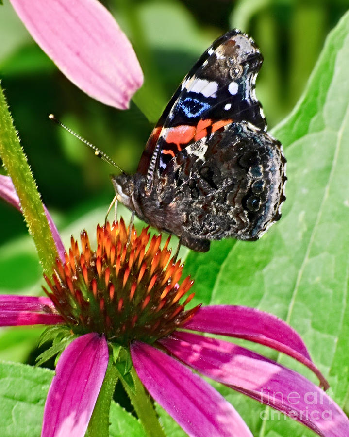 Red Admiral Photograph by Kathy M Krause