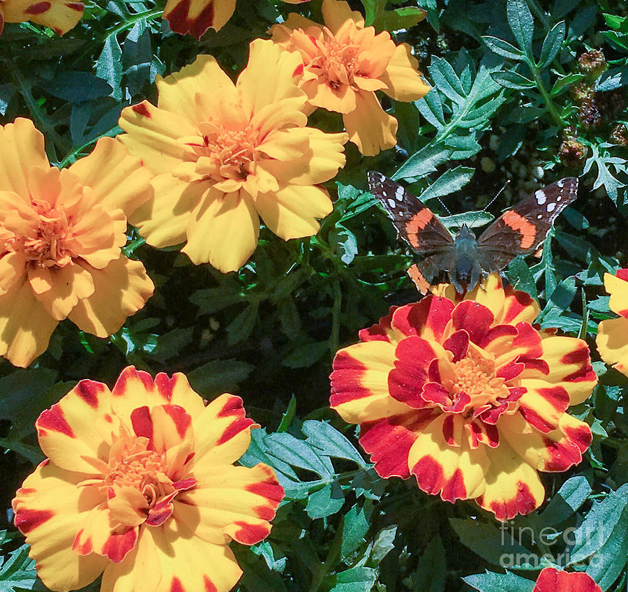 Red Admiral on Marigold Photograph by Valerie Valentine