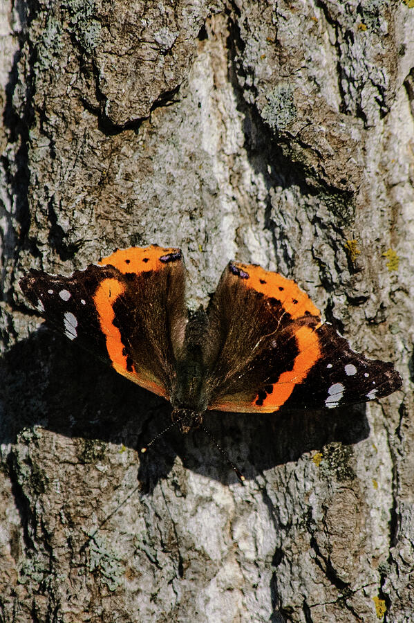 Red Admiral Photograph by Thierry Lach Red Admiral Photograph by Thierry Lach