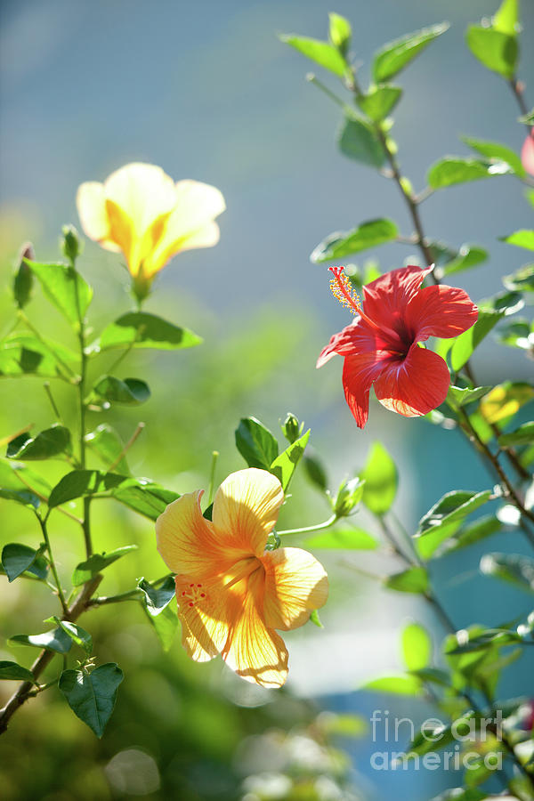 Red adn Yellow Hibiscus Flowers Photograph by Rich S