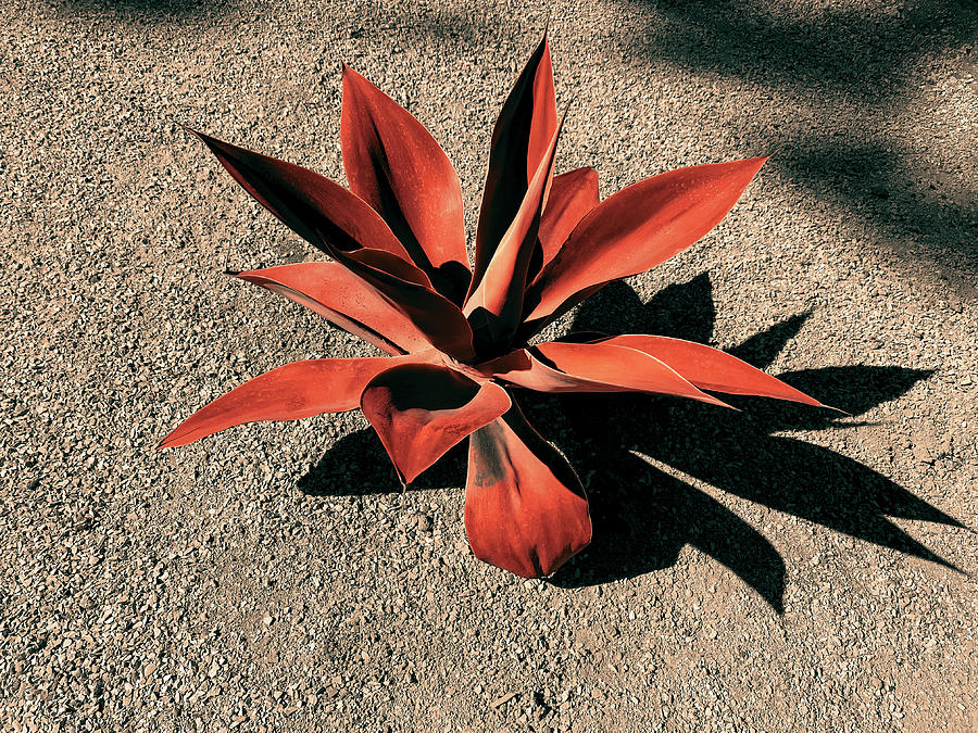 Red Agave Photograph by Craig Brewer