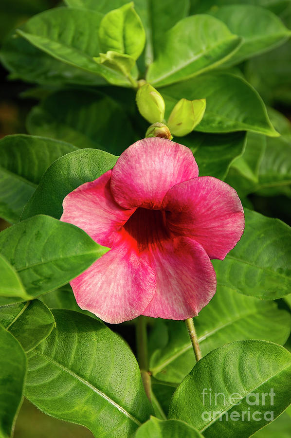 Red Allamanda Bloom and Bud Photograph by Bob Phillips - Pixels