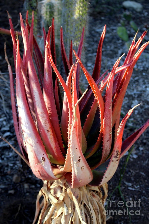 Red Aloe Plant Photograph by Katherine Erickson
