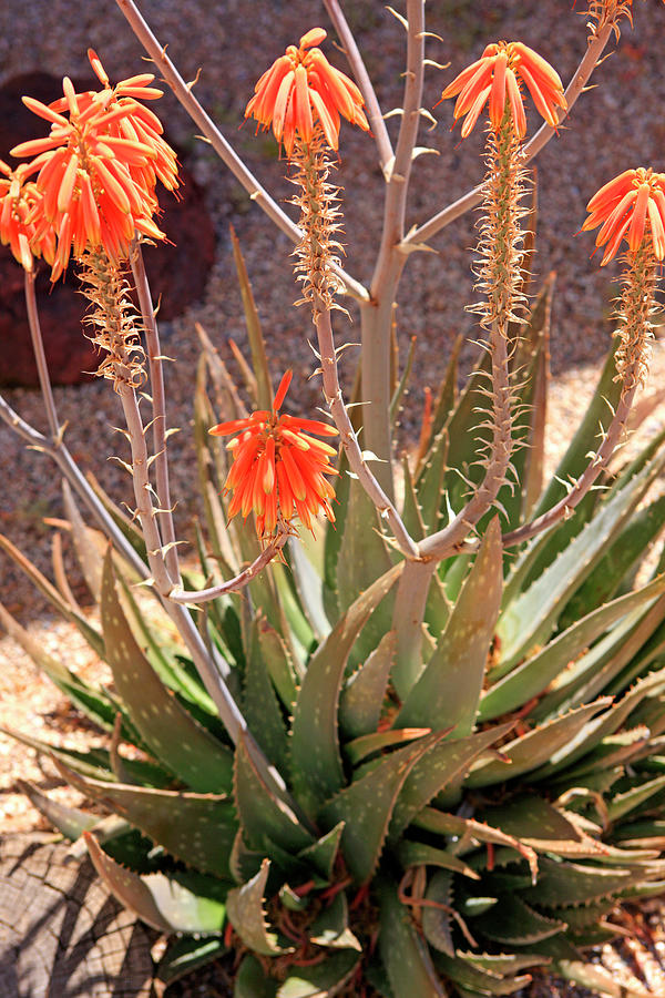 Red Aloe Vera Photograph by Chris Smith