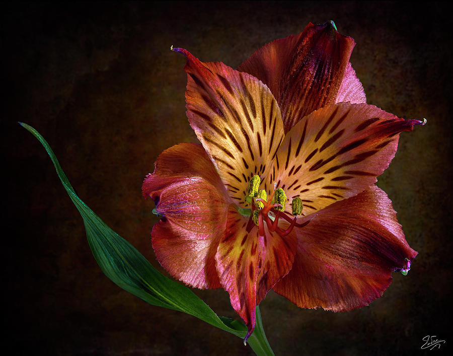 Red Alstroemeria 1 Photograph by Endre Balogh