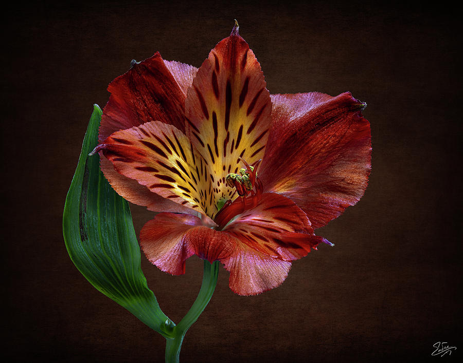 Red Alstroemeria Two Photograph by Endre Balogh