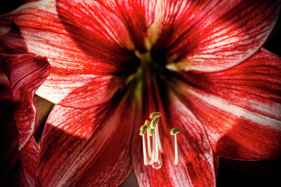 Red Amaryllis Closeup Photograph
