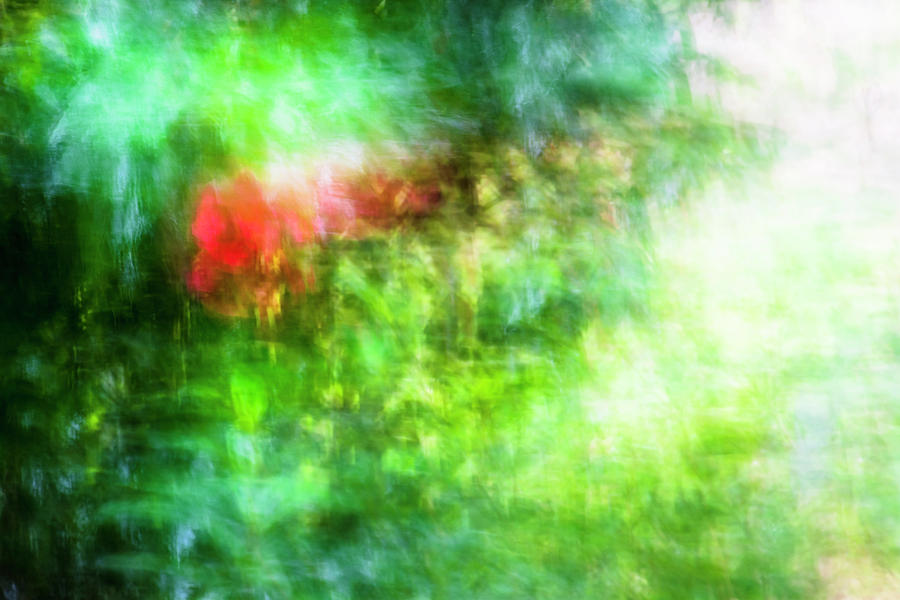 Red Amidst The Green Photograph