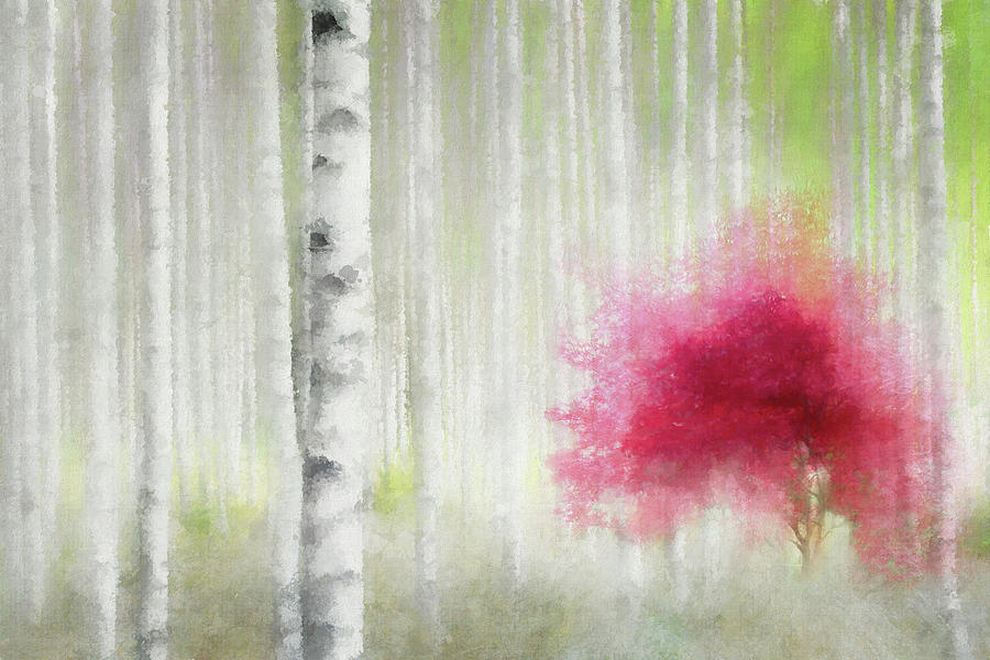 Red Among the Birches Digital Art by Terry Davis