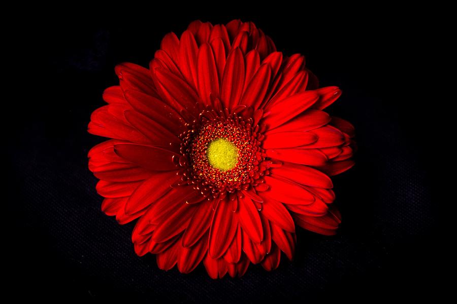 Red Photograph by Amy Cusack - Fine Art America