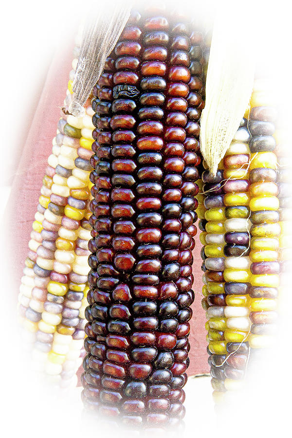 Red and Black Ear of Corn Photograph by David Morehead