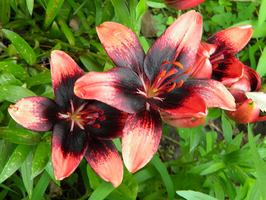 Red and Black flower Photograph by Jade Hassenplug Fine Art America