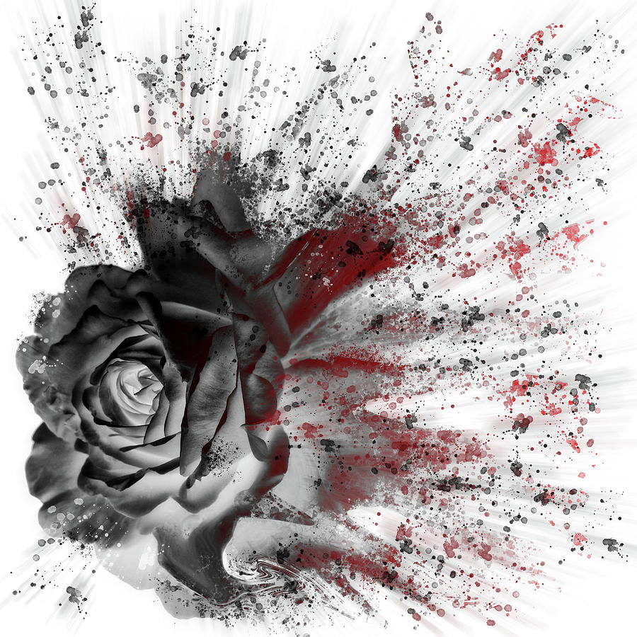 Red And Black Rose 3 Digital Art by Philip Openshaw
