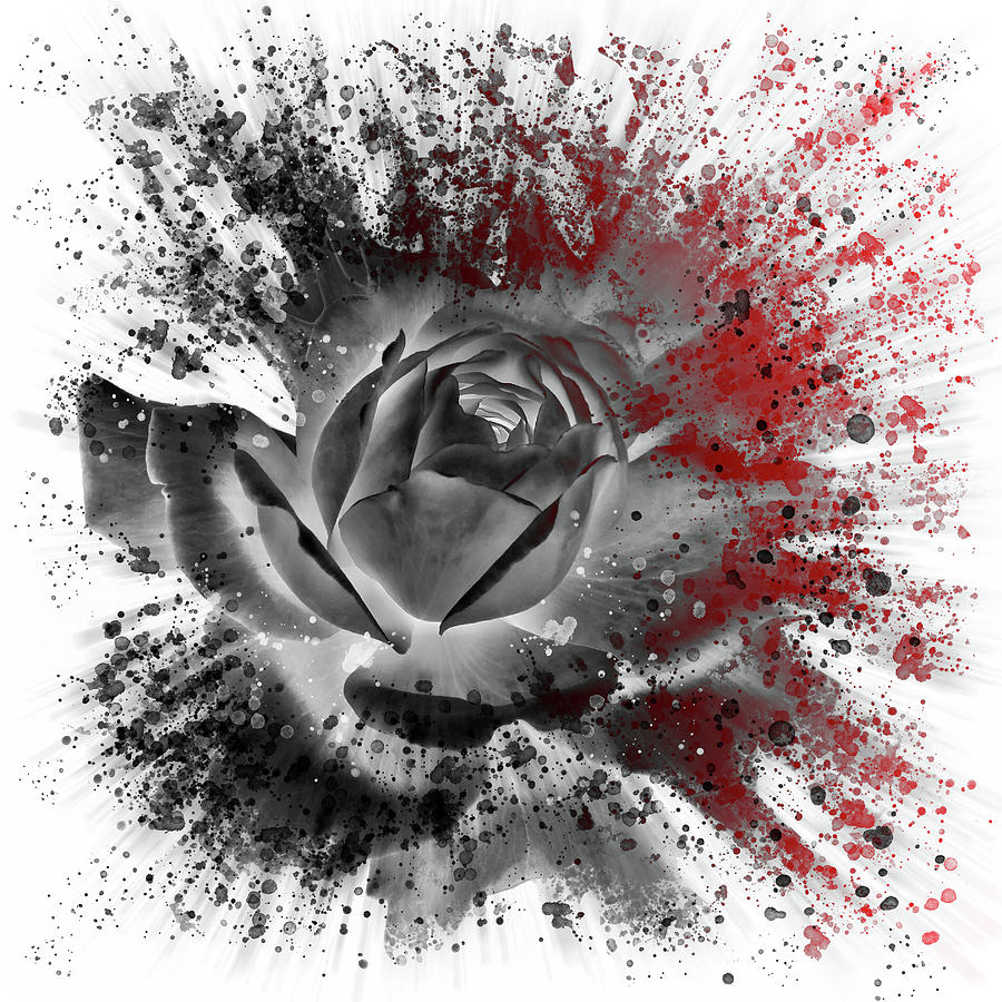Red And Black Rose 4 Digital Art by Philip Openshaw