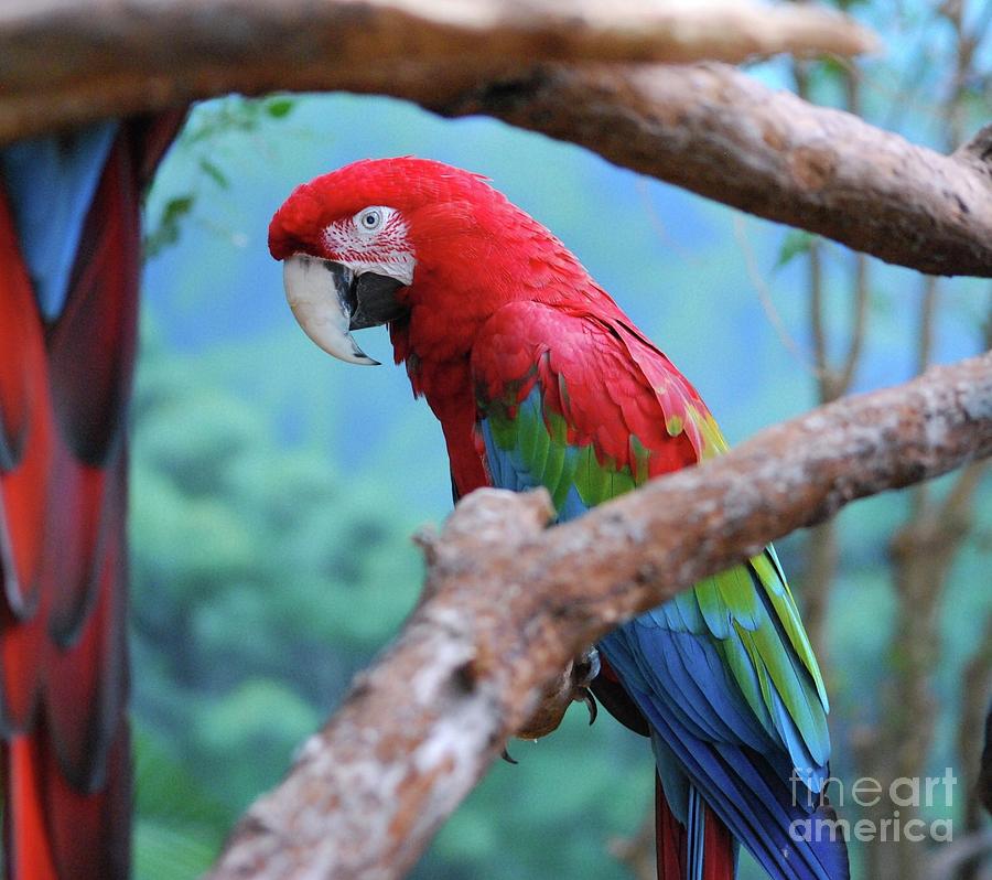 Red and Blue Parrot Photograph by Nancy Mueller