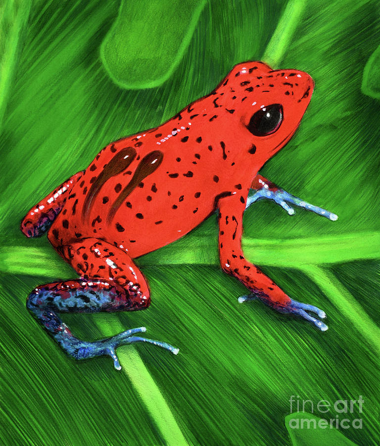 Red And Blue Poison Frog Painting by Chris Calle