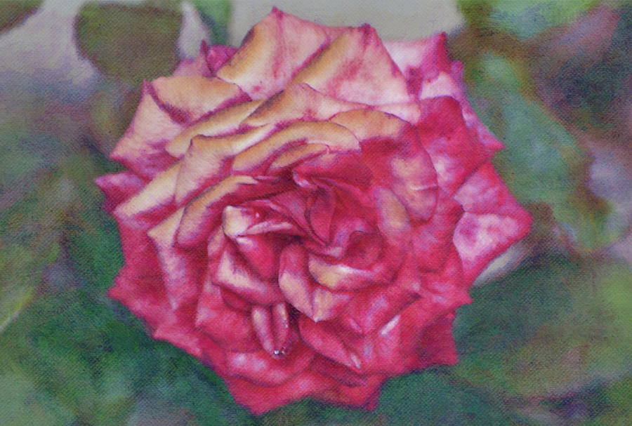 Red and Gold Rose Illustrated Flower Digital Art by Gaby Ethington
