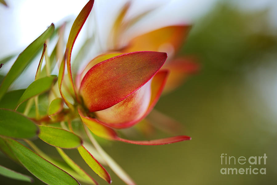 Nature Photograph - Red And Golden Bloom by Joy Watson